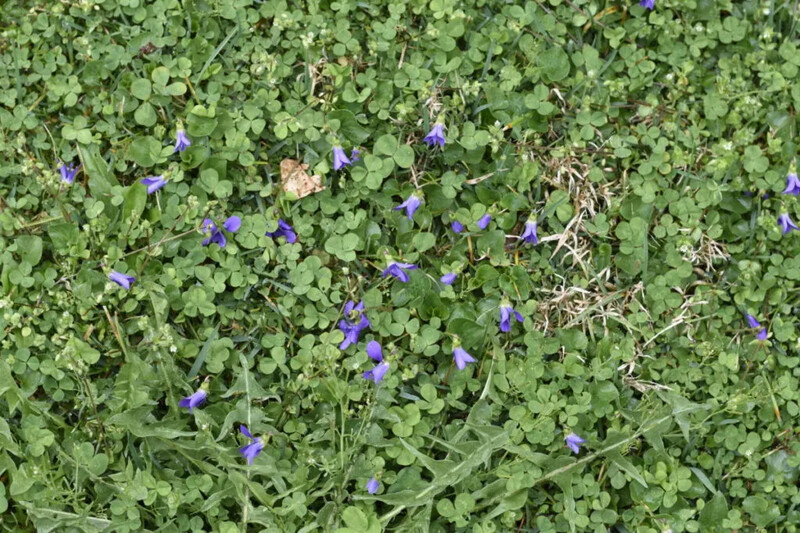 Shot of a green lawn with violets, clover, and dandelions growing in it.
